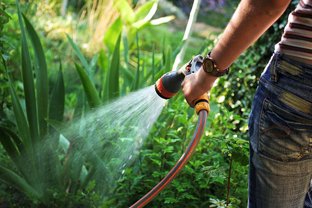 Watering garden Watering the garden with a hand sprayer on a hose. Focus on the sprayer head. Technique for garden irrigation. garden hose stock pictures, royalty-free photos & images