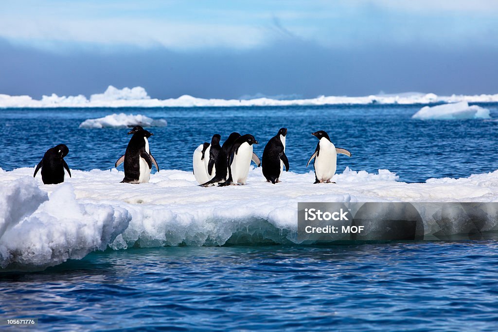 に Adelie ペンギン、湧水、ポーレット島、南極大陸 - アデリーペンギンのロイヤリティフリーストックフォト
