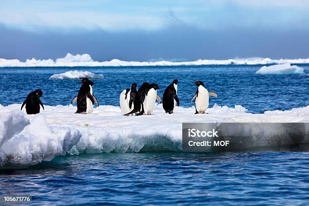 Adelie Penguins Na Iceberg Paulet Island Na Antarktykę - zdjęcia stockowe i więcej obrazów Antarktyda
