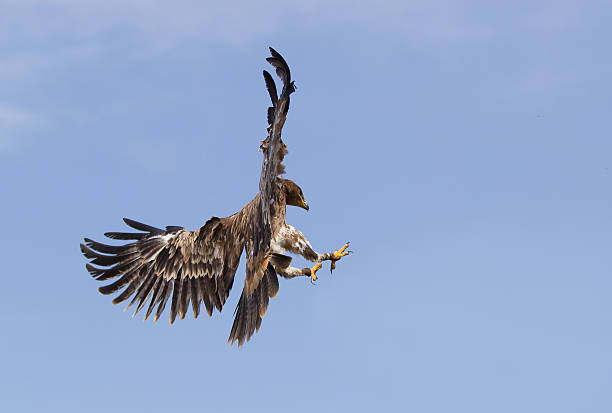 istock Adlerbussard - Bird of prey. 105672651