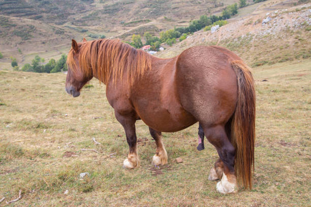 istock Brown horse wanting to procreate on the mountain 1056726742