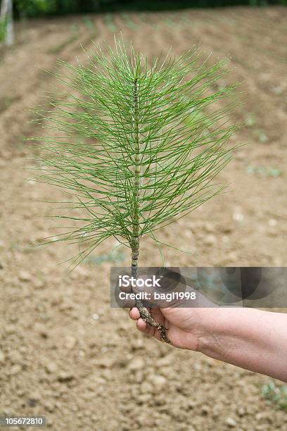 Foto de Mão Segurando Uma Árvore e mais fotos de stock de Agricultura - Agricultura, Beleza natural - Natureza, Botão - Estágio de flora