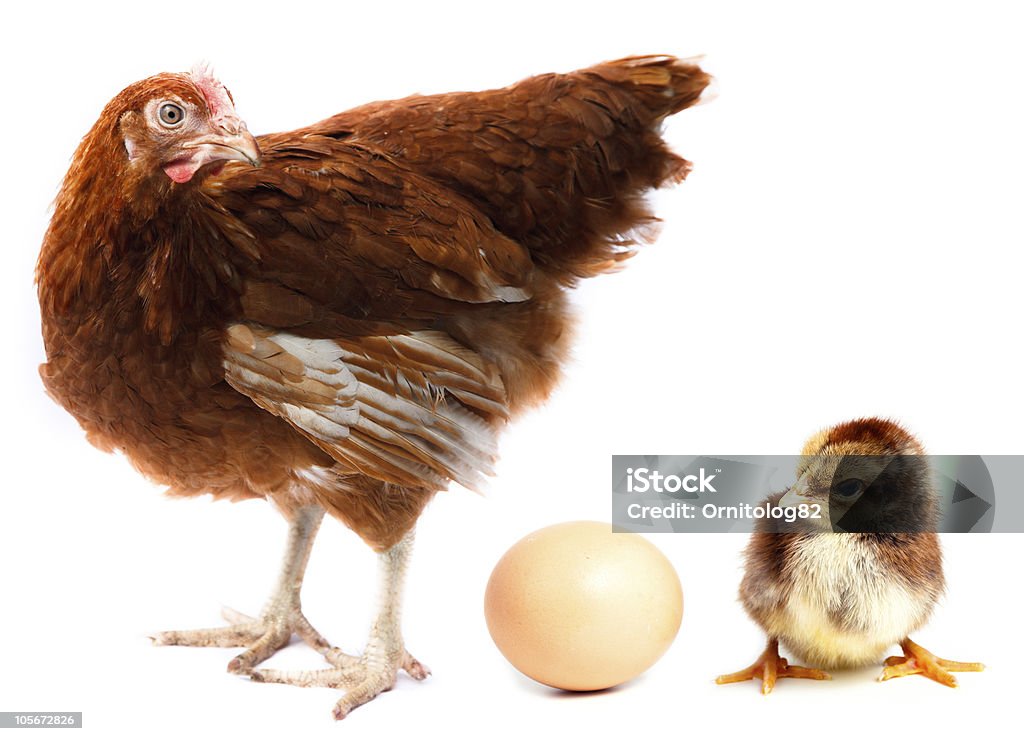 Frango e galinha, frango e ovos. - Foto de stock de Animal royalty-free