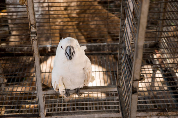 Lovely cockatoo portrait in open birdcage, looking at camera