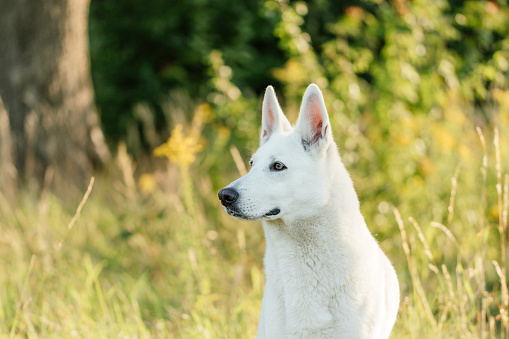 White German Shepherd in front of green background