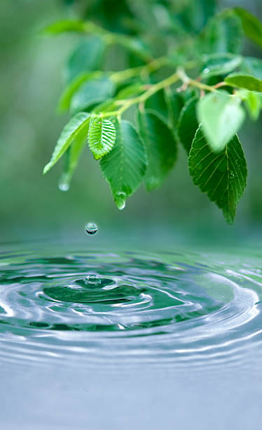 istock Water drop and wet leaves 105673279
