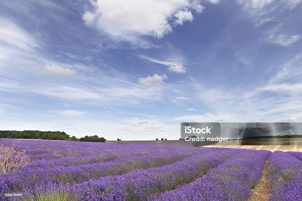 Lavendel-Feld in die Cotswolds - Lizenzfrei Cotswolds Stock-Foto