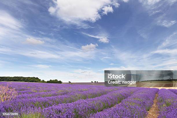 Campo Di Lavanda Dei Cotswolds - Fotografie stock e altre immagini di Cotswolds - Cotswolds, Broadway - Contea di Worcester, Ambientazione esterna