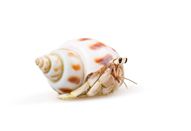 White hermit crab isolated in white stock photo