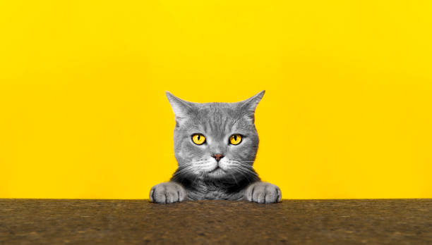 istock British sort hair cat poses behind blank banner 1056735880