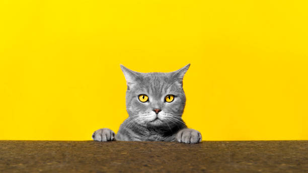 istock British sort hair cat poses behind blank banner 1056735890