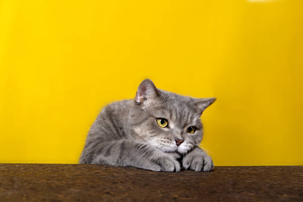 istock British sort hair cat poses behind blank banner 1056735896
