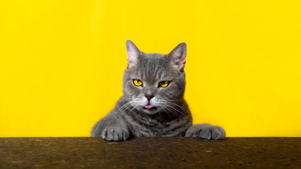 istock British sort hair cat poses behind blank banner 1056735924