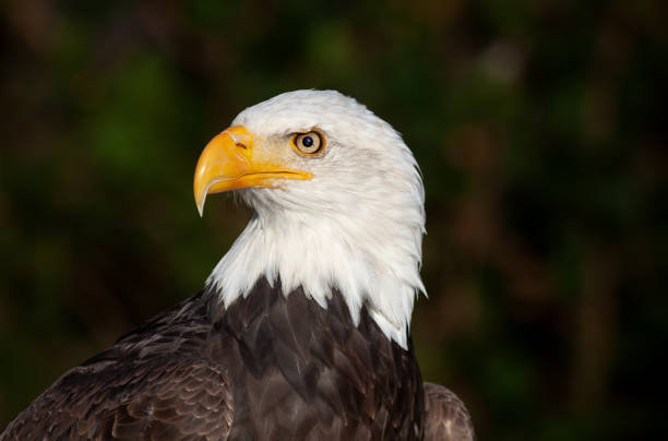 Portrait of a beautiful bald eagle Portrait of a beautiful bald eagle (Haliaeetus leucocephalus) against a dark background. bald eagle photos stock pictures, royalty-free photos & images