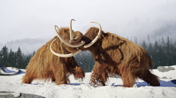 taureaux mammouth laineux de combat, couverte de mammifères préhistoriques période glaciaire dans la neige paysage - pliocene photos et images de collection