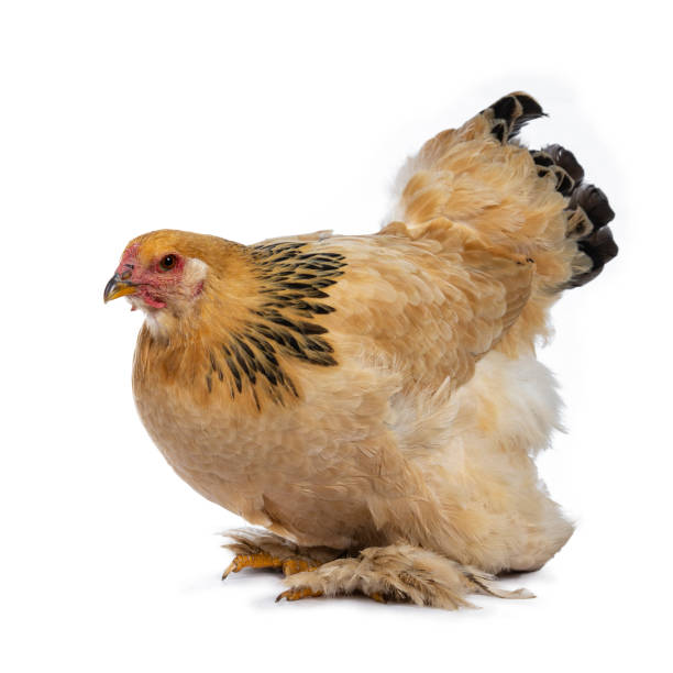 istock Young Brahma chicken sitting side ways and looking straight ahead, isolated on white background 1056739982