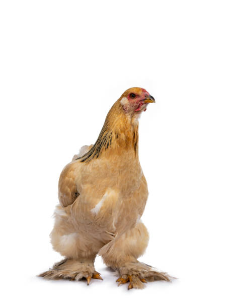istock Young Brahma chicken walking /standing front views, isolated on white background 1056740066