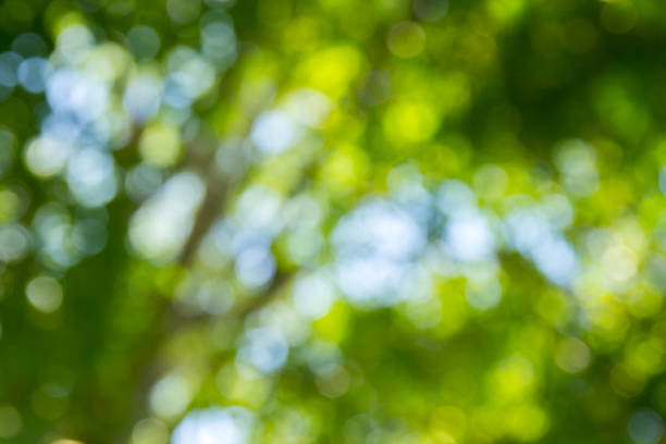 istock Natural green bokeh abstract background 1056741406