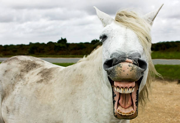 Drôle à la recherche de nouvelles forêts cheval - Photo