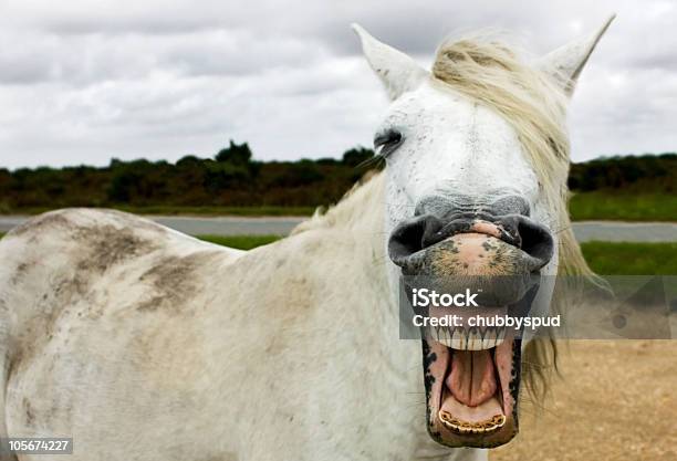 Śmieszne Patrząc New Forest Horse - zdjęcia stockowe i więcej obrazów Park Narodowy New Forest - Park Narodowy New Forest, Biały koń, Kuc