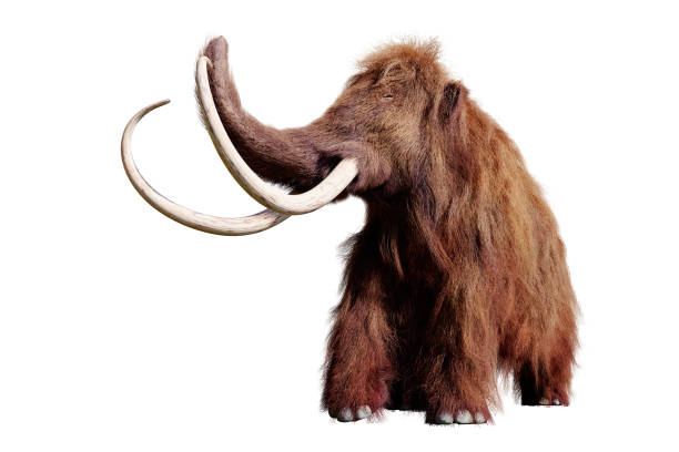 istock woolly mammoth, extinct prehistoric animal isolated on white background 1056743330