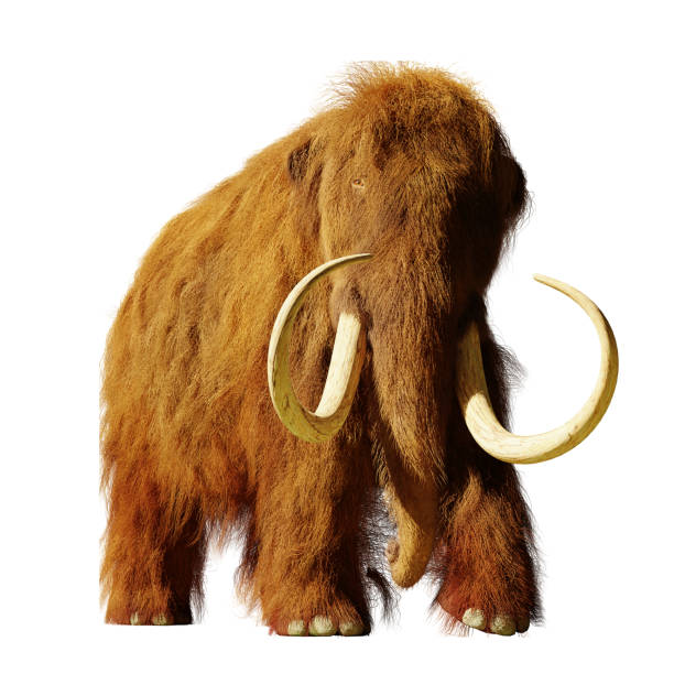 istock woolly mammoth, extinct prehistoric elephant species isolated on white background 1056743492