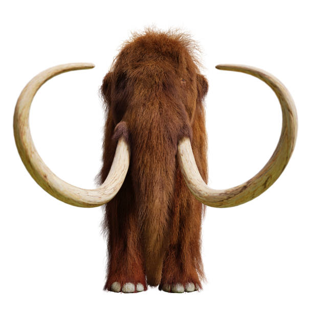 woolly mammoth, extinct prehistoric elephant species isolated on white background, front view huge ice age animal, cutout on white ground fossil photos stock pictures, royalty-free photos & images