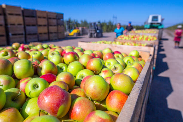 The harvest of fresh ripe red apples just collected from the trees are folded into large wooden pallet containers. A sunny autumn day in farmer's orchards. Production capacity of a orchards farm. la cosecha de manzanas rojas maduras frescas solo recogidas de los árboles se pliegan en contenedores grandes plataforma de madera. un soleado día de otoño en los huertos de los agricultores. capacidad de producción de una finca de frutales.