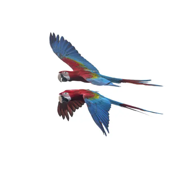 Photo of Green wing macaw flying isolated on white background