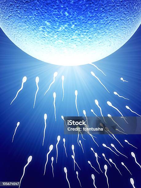 Spermatozoons Schwimmende Ovule Stockfoto und mehr Bilder von Anatomie - Anatomie, Anfang, Biologie