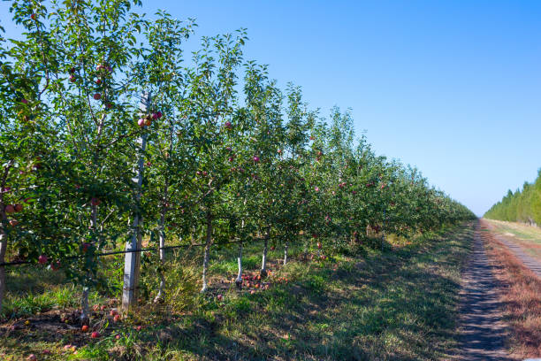 istock Fruit apple orchard with ripe apples on apple trees branches. Infinite perspective endless rows of plants in a large agricultural farm. 1056745704