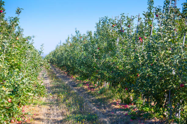 istock Fruit apple orchard with ripe apples on apple trees branches. Infinite perspective endless rows of plants in a large agricultural farm. 1056745710