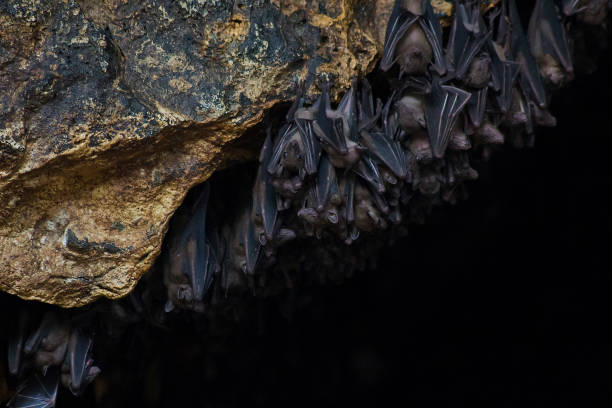 beaucoup de chauves-souris dans la grotte temple de pura goa lawah à bali, mise au point sélective - pura goa lawah photos et images de collection