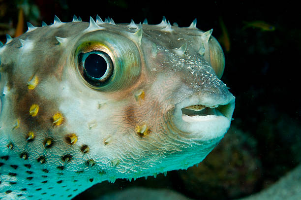 porcupinefish (diodon nicthemerus - porcupinefish imagens e fotografias de stock