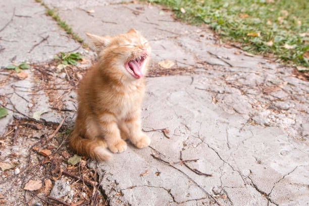 istock Small red kitten basks in the sun and plays. 1056748186