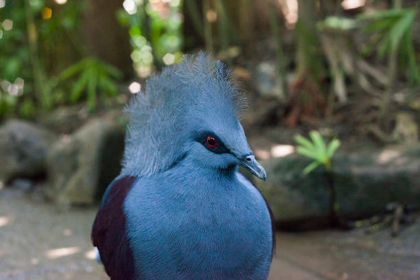 istock Western crowned pigeon blue bird portrait 1056748280