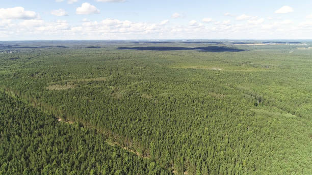 istock Summer warm sun light forest aerial view. Flying over the forest from above. Top view. 1056748402