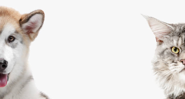istock Funny image of a dog and cat looking at the camera 1056750970