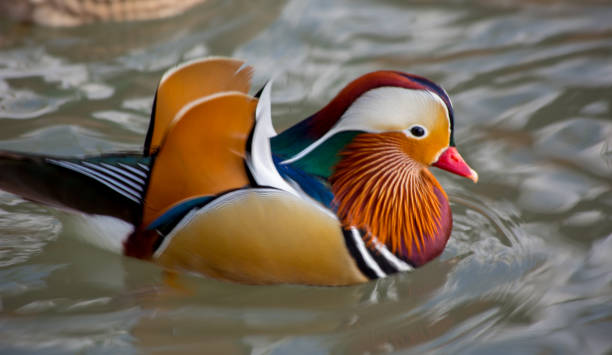 istock very colorful mandarin duck 1056751344