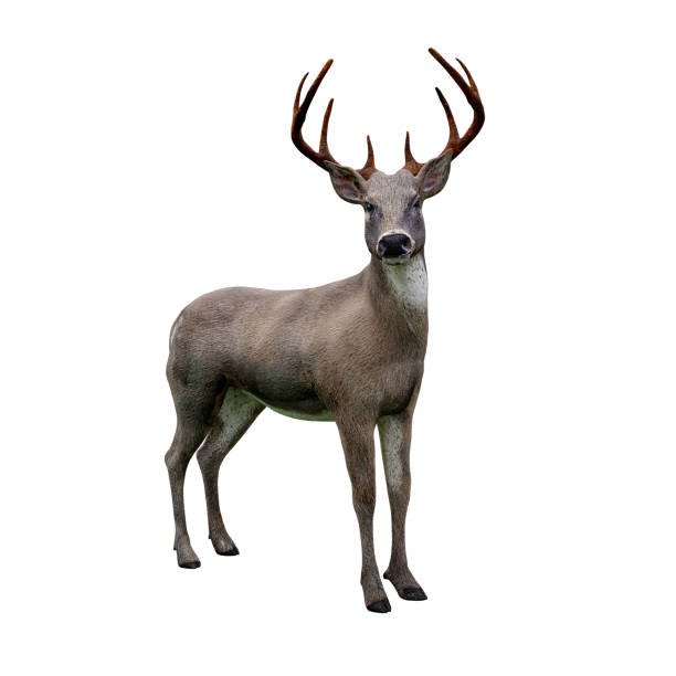 istock cute white tailed deer looking at camera, isolated on white background 1056751858