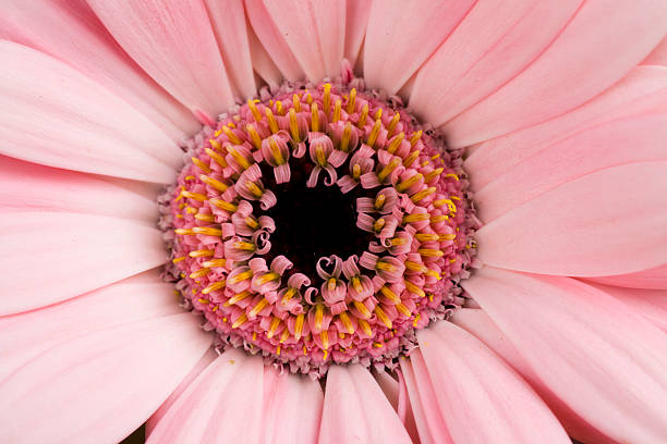 цветок гербера barbeton daisy - perfection gerbera daisy single flower flower стоковые фото и изображения