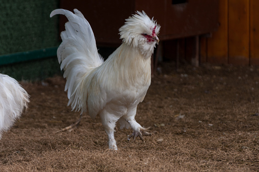 sultan rooster and chickens is a very beautiful species with its snow-white feathers