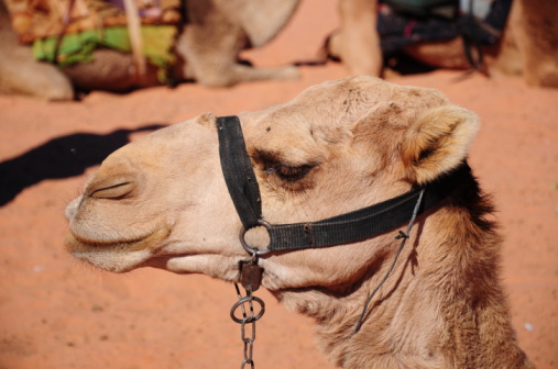 Picture of a camel's face on a stock photo