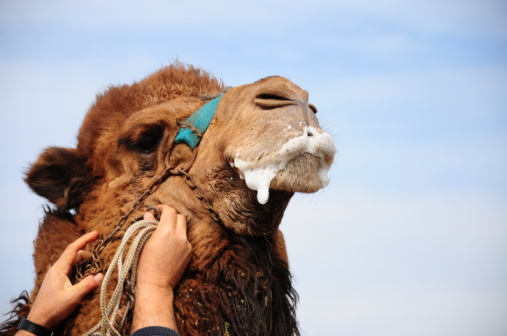 camels head