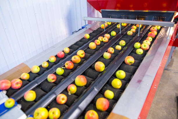 istock The fresh ripe apples rolling on the modern automatic robotic cleaning