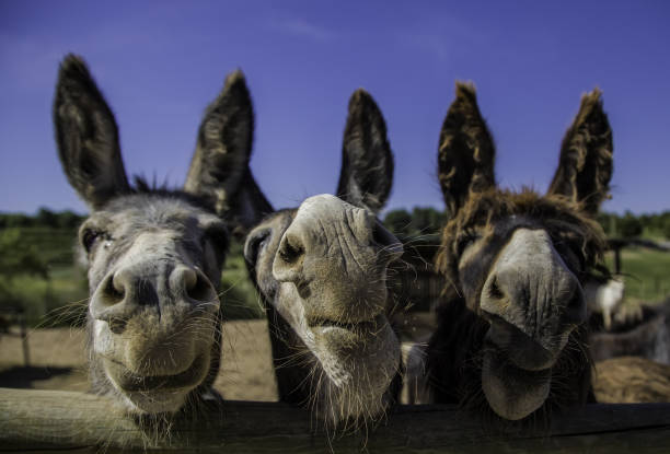 burros de fazenda sorridente - herbivorous close up rear end animal head - fotografias e filmes do acervo