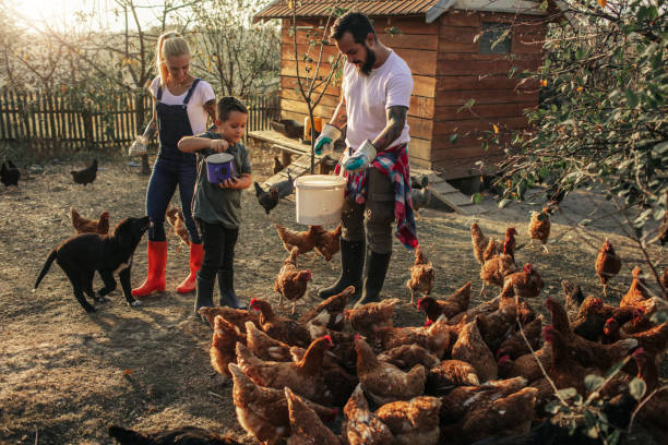 istock Organic Farm And Free Range Chicken Eggs 1056759046