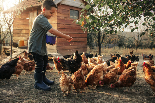 5 years old boy taking care of chicken, feeding them.