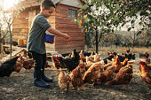 Organic Farm And Free Range Chicken Eggs