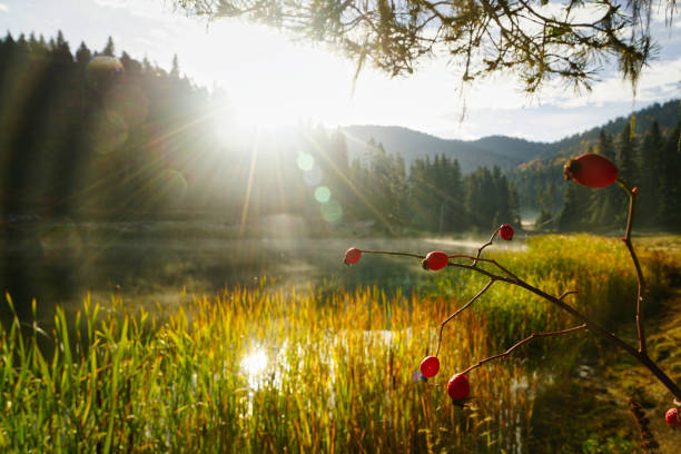 Autumn sunlight shining through colorful leaves of tall trees with an empty bench beneath them. Calm nature scenery with warm golden tones and mountain view in the background. Perfect for wellness and relaxation themes, solitude, mindful living, eco-friendly lifestyle visuals, and peaceful outdoor design projects.